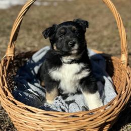 Black Tri Male 2 - Black tri male Miniature Australian Shepherd puppy in Stuart, Virginia from Apple Tree Mini Aussies