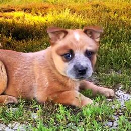 Australian Cattle Dog Puppies from Painted Canvas Farm