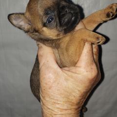 Teeny Tot - Red female Brussels Griffon puppy in Nc, Florida from Brusseluv2