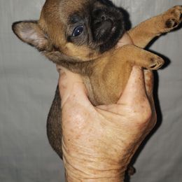 Teeny Tot - Red female Brussels Griffon puppy in Nc, Florida from Brusseluv2