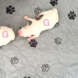 Girl 3 - White female Maltese puppy in Paden, Oklahoma from Logan's Perfect Puppies
