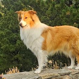 Rhea - Scottish Collie