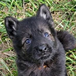 Orange Collar - Arlo - Sable male German Shepherd puppy in Augusta, West Virginia from Cricket Hollow Canines