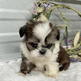 ALisha - Black gold and white female Shih Tzu puppy in Elgin, South Carolina from Silver Bells Paw Prints