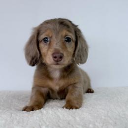Bodhi - Dapple male Dachshund puppy in Sonora, California from HEFFERNAN HOUNDS