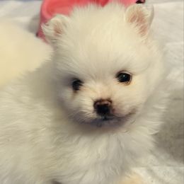 Boy 3 - White male Pomeranian puppy in Haines City, Florida from My Baby Poms