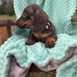 Joy - Chocolate and tan female Dachshund puppy in Bradenton, Florida from Winsor Family Dachshunds
