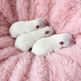 BEAU - White male Pomeranian puppy in Pavilion, New York from Calverton Pomeranians