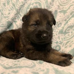 Male 6-dark blue - Sable male German Shepherd puppy in Effingham County, Illinois from Delaney Working Dogs