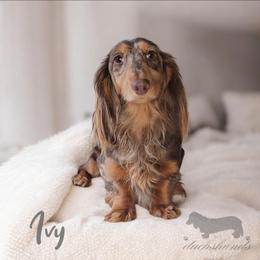 Ivy - Dachshund