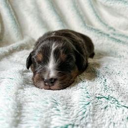 Australian Shepherd Puppies from Burdock Hill Australian Shepherds