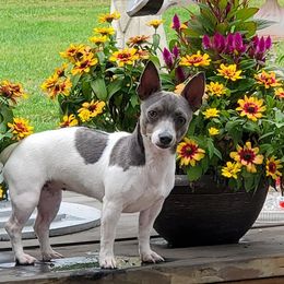 Teddy Roosevelt Terrier puppies from Valley of the Blue Dogs
