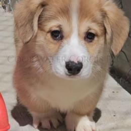 Teddy - Red male Pembroke Welsh Corgi puppy in Kiowa, Colorado from Cool Water Corgis LLC