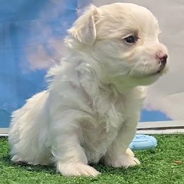 Reggie - White and lemon male Maltese puppy in Aurora, Missouri from KnJ Precious Paws LLC