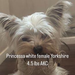 Princesa - Yorkshire Terrier
