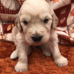 Purple - Cream male Goldendoodle puppy in Medina, Ohio from Farmer Doodles