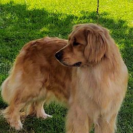 Tootsie - Golden Retriever