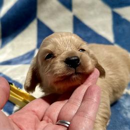 Belle - Cream female Dachshund puppy in Stilwell, Oklahoma from Mountain Top Dachshunds