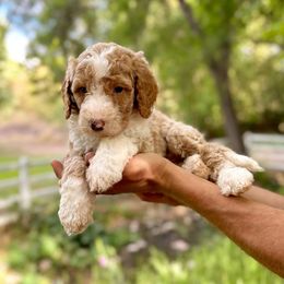 Rays - Red male Bernedoodle puppy in Thatcher, Arizona from Brush Fire Doodles