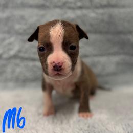 Boy 6 - Blue brindle male American Pit Bull Terrier puppy in Nine Mile Falls, Washington from Bartin Kennels