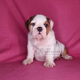 Chic - Red and white female Bulldog puppy in Hillsdale County, Michigan from KZ Bullies LLC