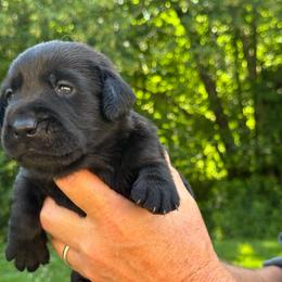 Rain - Black female Labrador Retriever puppy in Isle, Minnesota from Dog Ear Outfitters