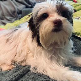 Yorkshire Terrier Puppies from Thankuyorkies