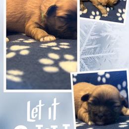 Kevin - Cream male Lhasa Apso puppy in Cincinnati, Ohio from Shangri-La Lhasa Apsos
