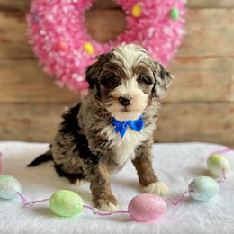 Romeo - Merle Bernedoodle puppy in Munster, Indiana from Miranda’s Sunshine Poodles and Doodles
