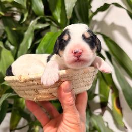 Boy 1 - Tri-color male Bernedoodle puppy in Queen Creek, Arizona from Dulcito Doodles