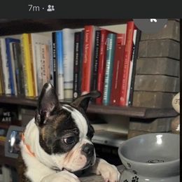 Boston Terrier Puppies from Stewie’s Bostons