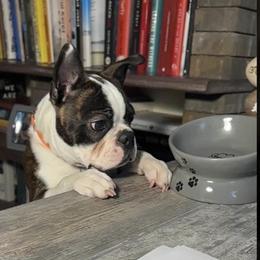 Boston Terrier Puppies from Stewie’s Bostons