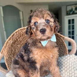 Buddy - Merle male Goldendoodle puppy in Concord, California from Golden State Good Dogs