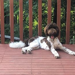 Goldendoodle, Poodle, and Sheepadoodle All Grown Up from Brewer's Goldendoodles & Sheepadoodles