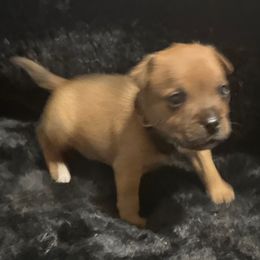 Darwin - Red male Staffordshire Bull Terrier puppy in Port Saint Lucie, Florida from Southern Staffies