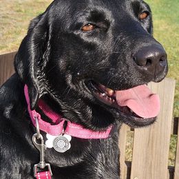 Summer - Labrador Retriever