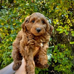 Surf - Apricot male Goldendoodle puppy in Sugar City, Idaho from Idaho Sugar Doodle Pups