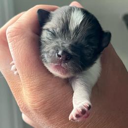 Bluey - Blue parti male Pomeranian puppy in Hernando, Mississippi from The Pom Squad
