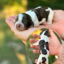 Cosmic Brownie - Tri-Roan female English Springer Spaniel puppy in Uvalda, Georgia from Willow Creek Farms
