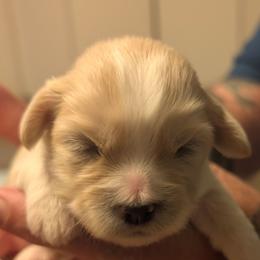 Ivan - Cream male Lhasa Apso puppy in Fort Worth, Texas from Cynthia's Lhasa Apsos