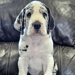 Silver - Mantle merle male Great Dane puppy in Castle Rock, Washington from Uber Alles Great Danes
