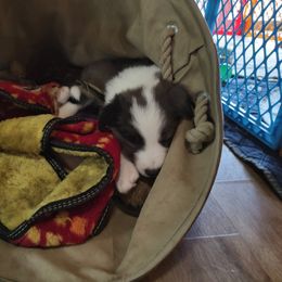 Border Collie Puppies from Janese's Border Collies