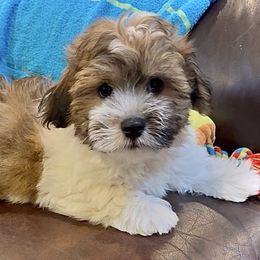 Codee - Fawn sable male Havanese puppy in Lancaster, South Carolina from 3 Bs Havanese-PUPPIES with  PURPOSE