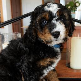 Blue Collar Humphrey - Tri-color male Bernedoodle puppy in Camden, North Carolina from Fleury Farm Doodles NC