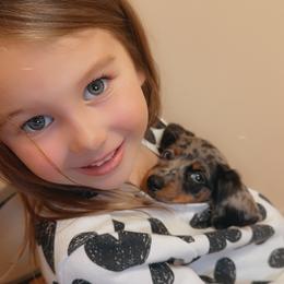 Dachshund Puppies from Dachshund Delight