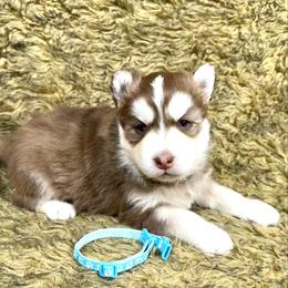 Summit - Red and white male Siberian Husky puppy in Vail, Iowa from Homegrown Huskies
