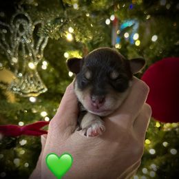 Green - Liver male Miniature Schnauzer puppy in White Plains, Kentucky from Devon Dunlap
