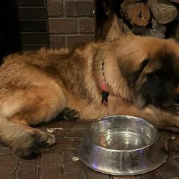 Leonberger and Miniature Australian Shepherd Puppies from Bear Pond Aussies / Leonbergers of Maine