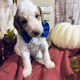 Goldendoodle Puppies from Zany Doodlez