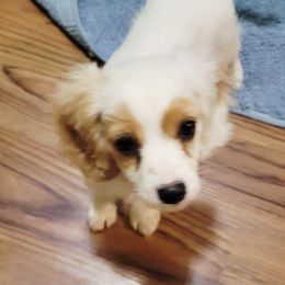 Donatello - Blenheim male Cavapoo puppy in Wentworth, Missouri from Newton County Cavaliers & Cavapoos LLC